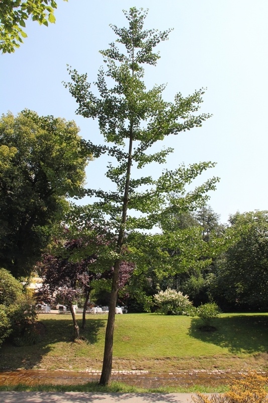 Japanse Notenboom , Ginkgo biloba kopen